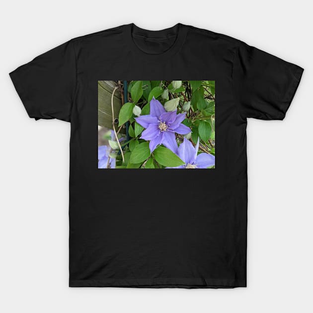 Clematis Fuji-Museme Flowers 2 T-Shirt by AustaArt